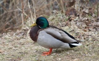 Udvid dit ordforråd: 20 uundværlige ord til krydsordsløsning