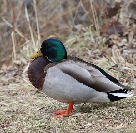 Udvid dit ordforråd: 20 uundværlige ord til krydsordsløsning