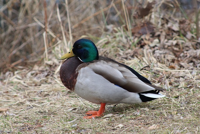 Udvid dit ordforråd: 20 uundværlige ord til krydsordsløsning