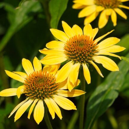 Echinacea: The Immune-Boosting Superstar You Need to Know About