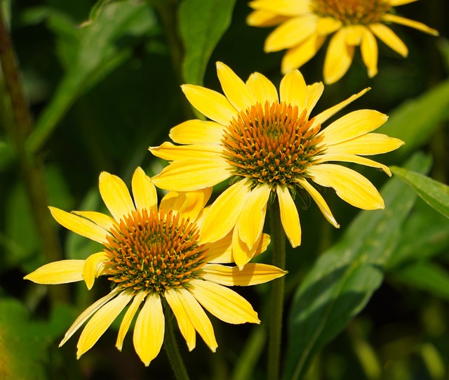 Echinacea: The Immune-Boosting Superstar You Need to Know About