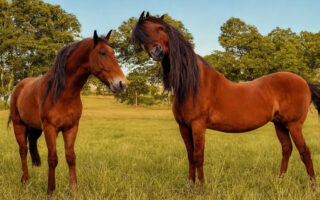 Lær at massere din hest: En guide til hestemassage